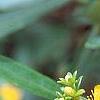 Hypericum canadense, flowers