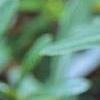 Hypericum canadense, flowers