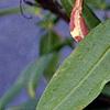Hypericum frondosum, flowers