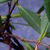 Hypericum frondosum, flowers