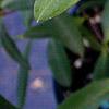 Hypericum frondosum, flowers