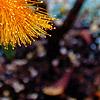 Hypericum frondosum, flowers