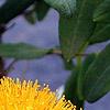 Hypericum frondosum, flowers
