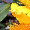 Hypericum frondosum, flowers