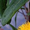 Hypericum frondosum, flowers