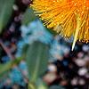 Hypericum frondosum, flowers
