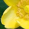 Hypericum 'Hidcote', flowers