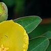 Hypericum 'Hidcote', flowers