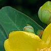Hypericum 'Hidcote', flowers
