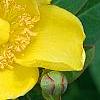 Hypericum 'Hidcote', flowers