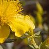 Hypericum kalmianum, flowers