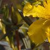 Hypericum kalmianum, flowers