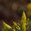 Hypericum kalmianum, flowers