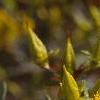 Hypericum kalmianum, flowers