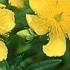 Hypericum kalmianum, flowers