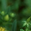 Hypericum kalmianum, flowers