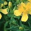 Hypericum kalmianum, flowers