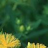 Hypericum kalmianum, flowers