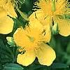 Hypericum kalmianum, flowers
