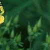Hypericum kalmianum, flowers