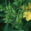 Hypericum kalmianum, flowers