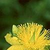 Hypericum kalmianum, flowers
