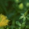 Hypericum kalmianum, flowers
