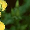Hypericum kalmianum, flowers