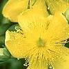 Hypericum kalmianum, flowers