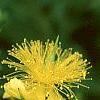 Hypericum kalmianum, flowers