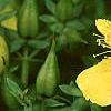 Hypericum kalmianum, flowers