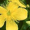 Hypericum kalmianum, flowers