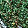 Hypericum mutilum, habit