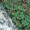 Hypericum mutilum, habit