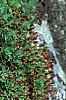 Hypericum mutilum, habit