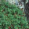 Hypericum mutilum, habit