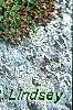 Hypericum mutilum, habit