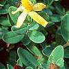 Hypericum mutilum, flowers