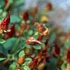 Hypericum mutilum, flowers