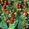 Hypericum mutilum, flowers