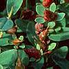 Hypericum mutilum, flowers