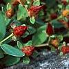 Hypericum mutilum, flowers
