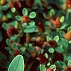 Hypericum mutilum, flowers