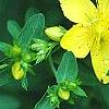Hypericum perforatum, flowers
