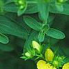 Hypericum perforatum, flowers