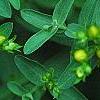 Hypericum perforatum, flowers