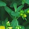 Hypericum perforatum, flowers