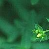 Hypericum perforatum, flowers