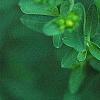 Hypericum perforatum, flowers