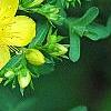 Hypericum perforatum, flowers